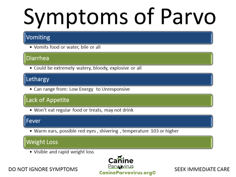 parvo signs in dogs