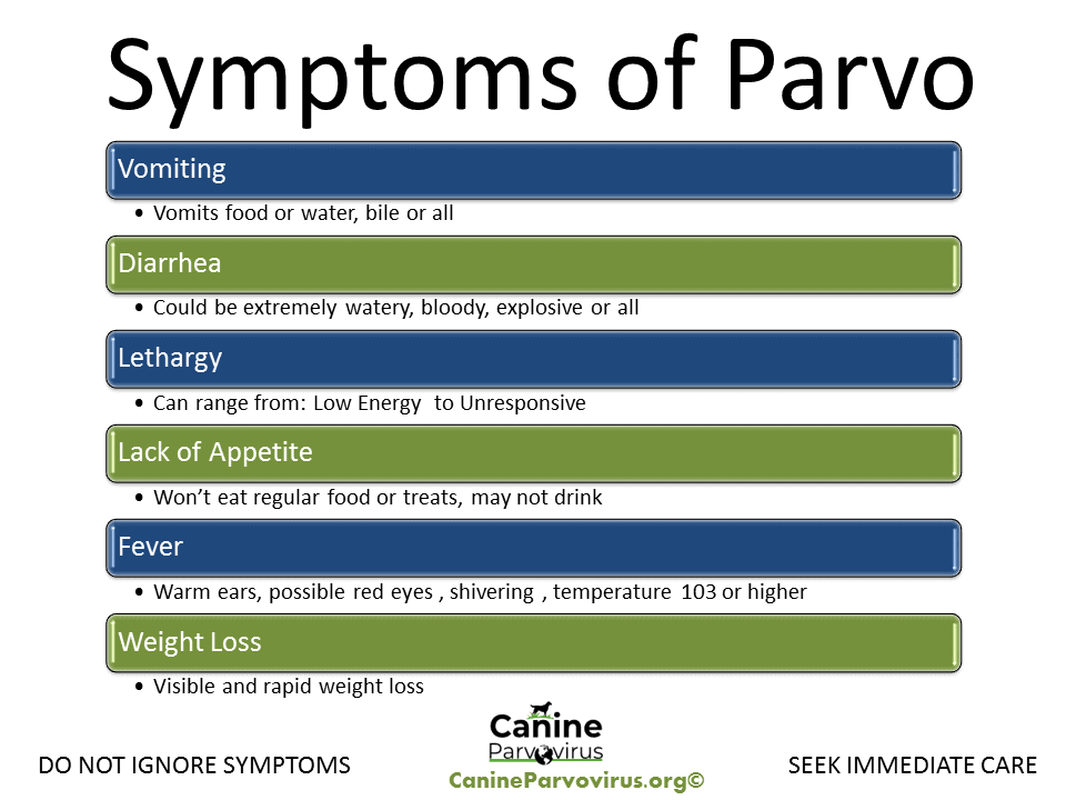 image shows all the symptoms of parvo. downloadable, printable chart of symptoms of parvo