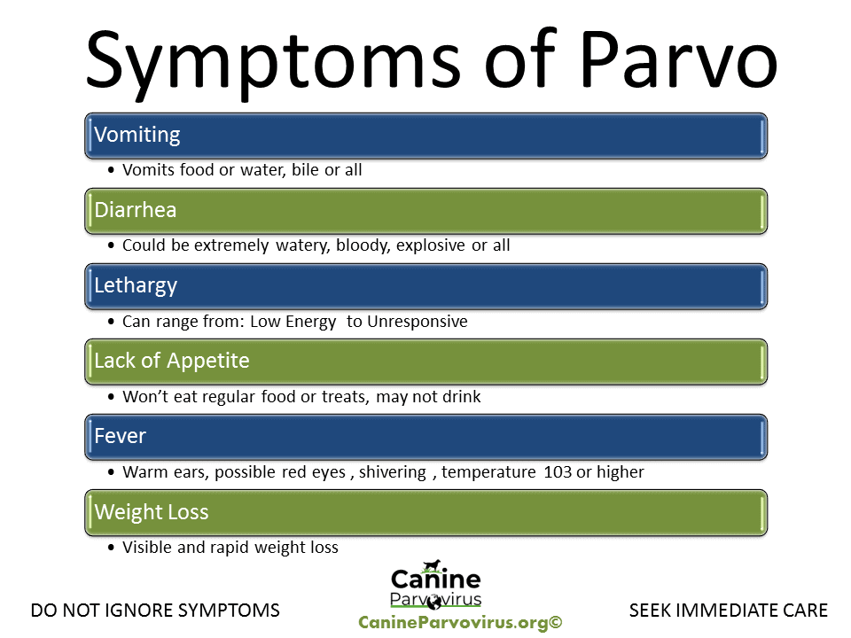 Parvo Symptoms Canine Parvovirus First Signs Incubation