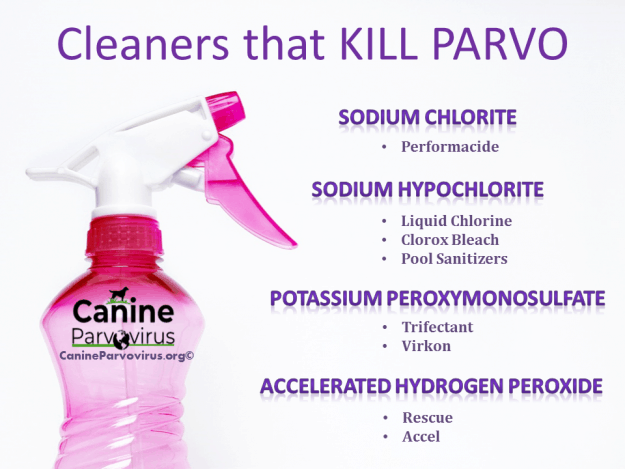 Cleaners That Kill Parvo Infographic