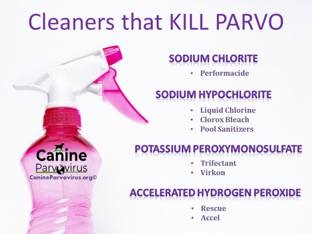 Cleaners That Kill Parvo - Canine 