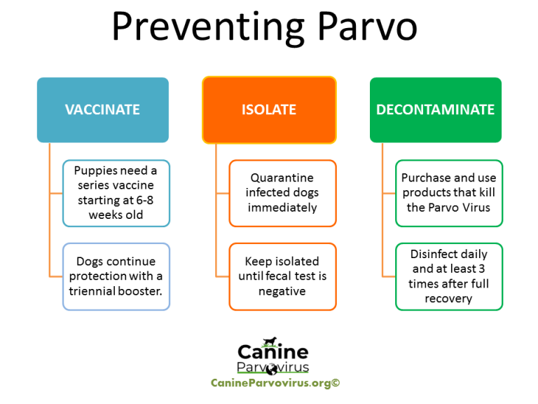 parvo-prevention-canine-parvovirus-vaccinate-isolate-decontaminate