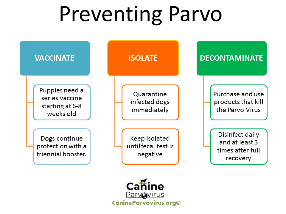 image shows how to prevent parvo through vaccines, quarantine, and proper decontamination of areas where dogs with parvo were isolated and treated