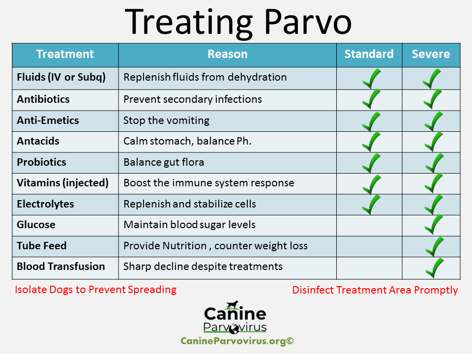 This outlines the treatments a dog receives after being infected with canine parvovirus. The parvo treatments inlcud fluids, antibiotics, anti-emetics, antacids, probiotics, vitamin injections, electrolytes, glucose, tube feeding and blood transfusion.