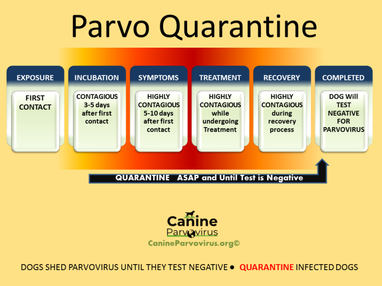 Parvo Topics Canine Parvovirus