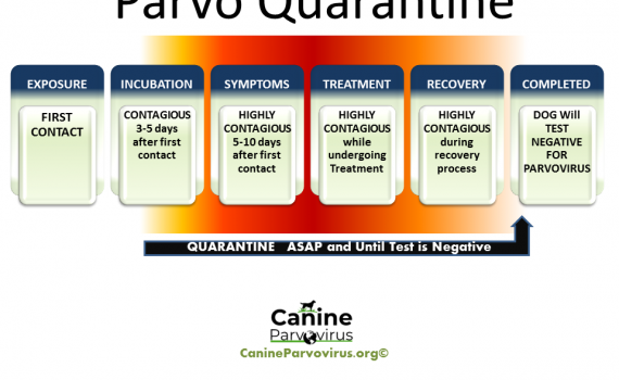 image shows how long a dog is contagious with parvo and how long they should be in quarantine due to parvo infection