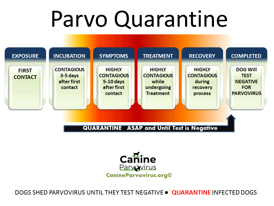 Quarantine Guide How Long Should A Dog With Parvo Be Isolated Chart