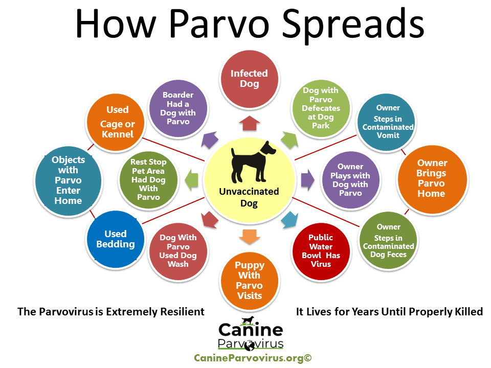 This image is a flow chart that shows all the ways parvo is spread.  Parvo can be spread dog to dog and it can be spread my contaminated objects with parvo infected feces or vomit.