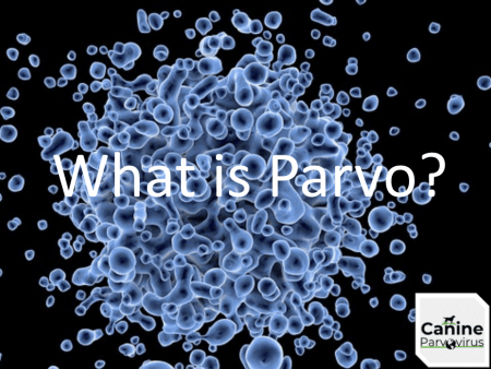 image shows viral particles of canine parvo virus under microscope